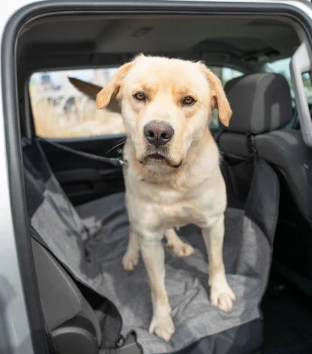 Protecteur de siège d'auto pour chiens, hamac gris Bergan